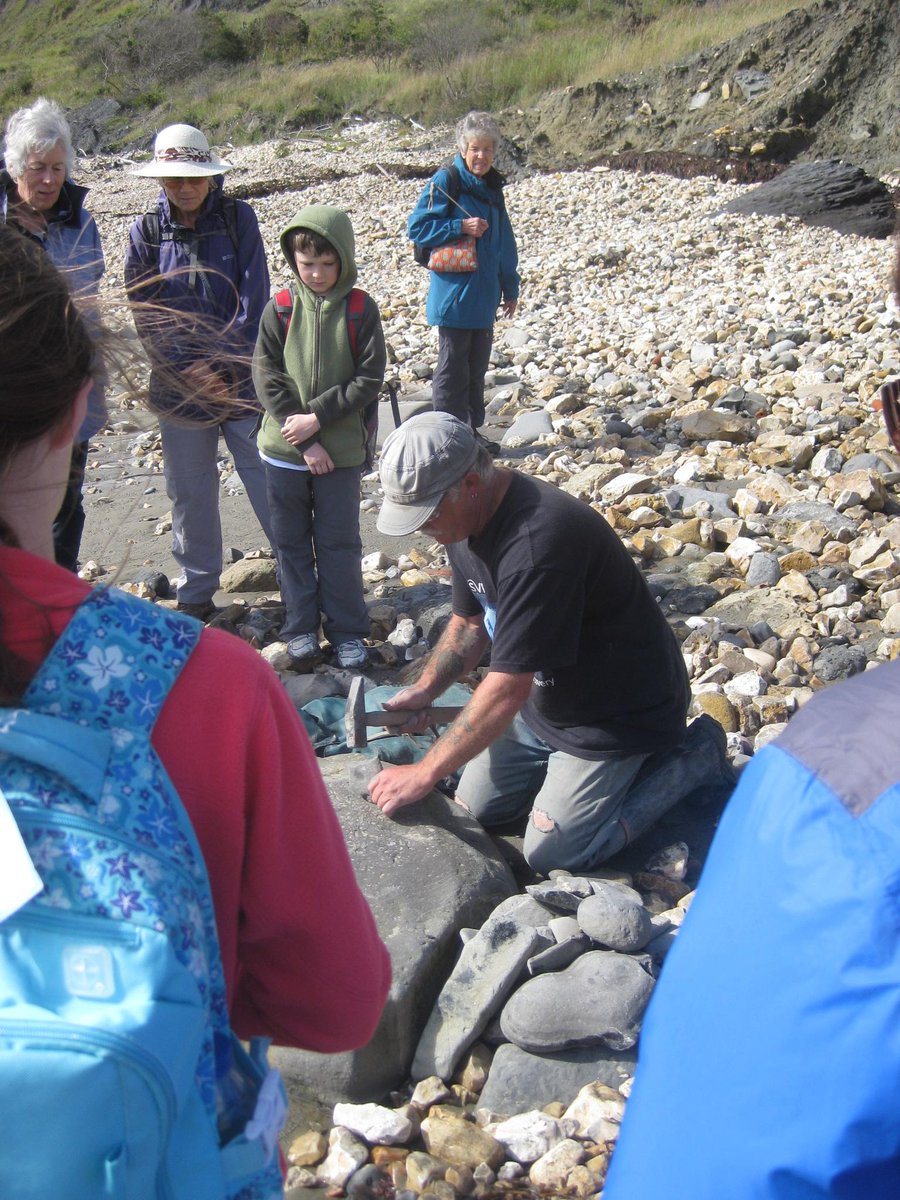 marcelbarelli's tweet image. (Repérages)visit of@LymeRegisMuseum
here&apos;s my first fossil that i found! thanks @FossilWorkshop for great #fossilWalk