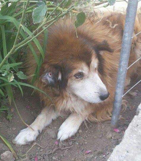 bidtosaveastray's tweet photo. #Ben 15 years requires a calm patient &amp; understanding family to spend his twilight years #adoptadog #Sponsoradog http://t.co/FmcxjOjXk6