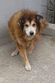 bidtosaveastray's tweet photo. #Ben 15 years requires a calm patient &amp; understanding family to spend his twilight years #adoptadog #Sponsoradog http://t.co/FmcxjOjXk6