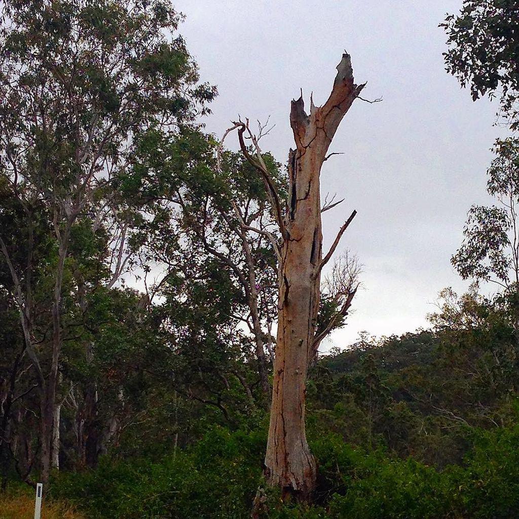 JennaTilveran's tweet image. @84mim : instagram.com/p/74z7k9PlhP/ | pit stop on a back road and took this random pic #peestop #countryside #oldgumt…