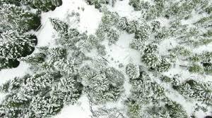 TheLandIsMine's tweet photo. Our efforts in attracting others are futile unless we try together @DieGeorg. HELP! *This is a big forest, isn't it. http://t.co/9c6hsg6LiL