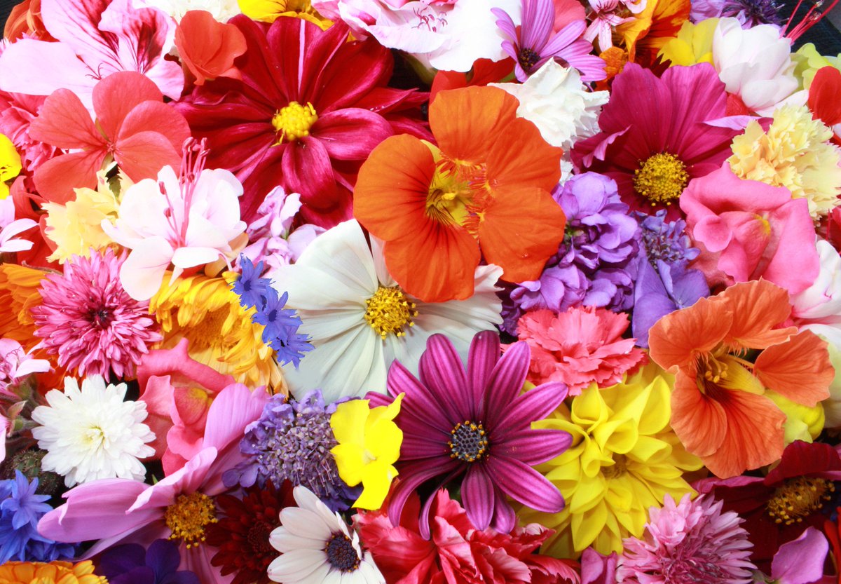 CosmeaGardens's tweet image. By creating an account at #CosmeaGardens Online Store you will be able to shop faster, be u... bit.ly/1KkWYi2