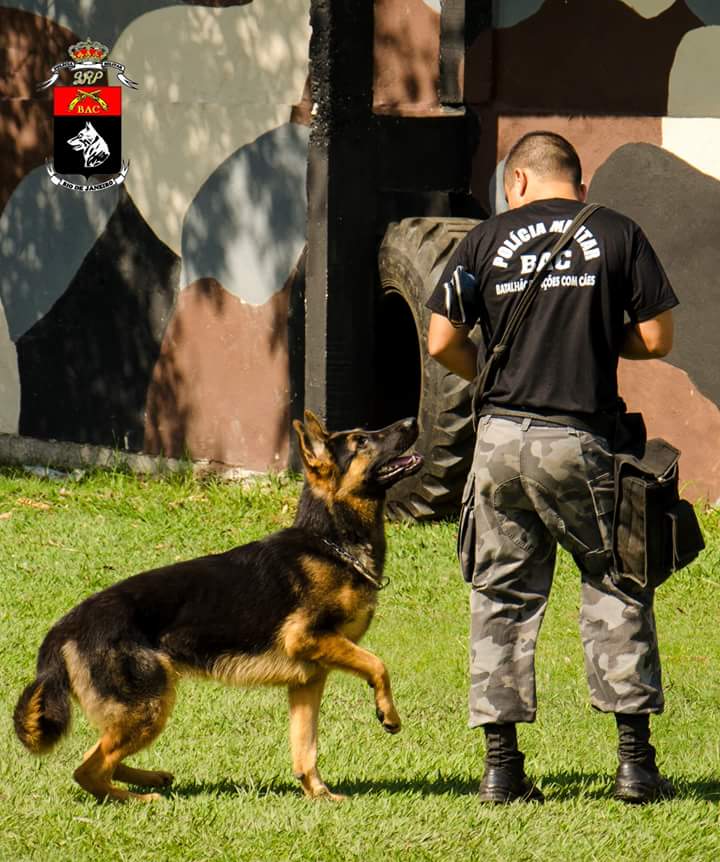 BAC_CANIL's tweet photo. Começando a semana com o pé direito! Ops,a pata direita! rsrs
Bom dia! #OperacoesComCaes #K9 http://t.co/Lex0EOYqyo