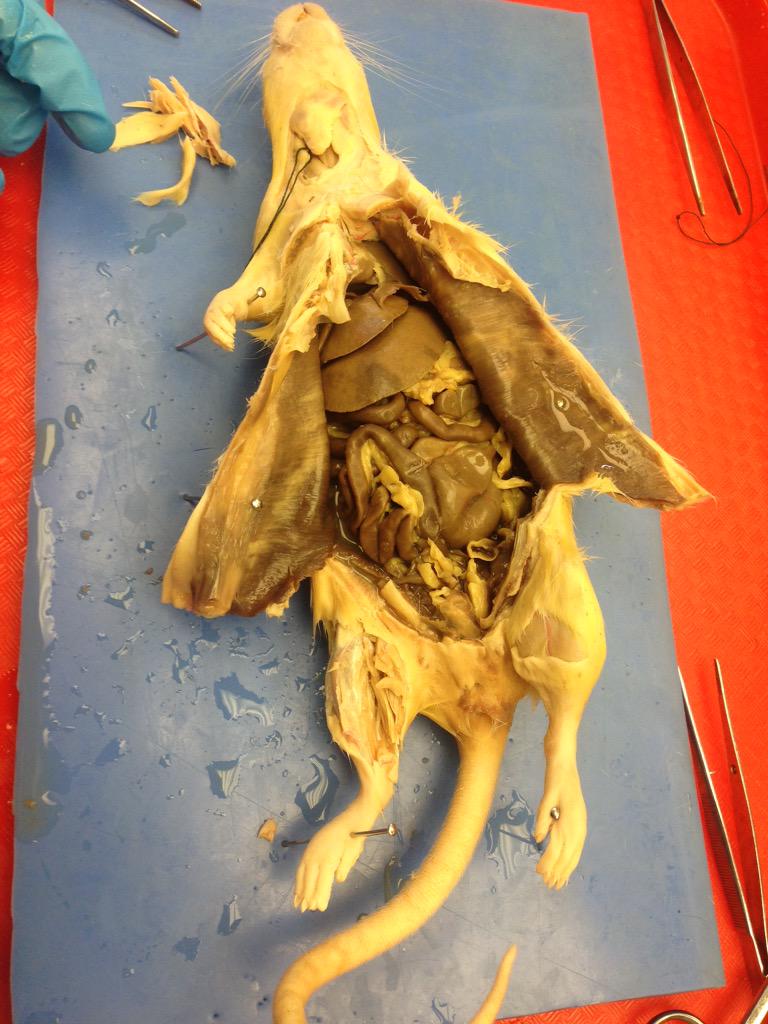 carissahickson's tweet photo. dissecting rat. tibia and fibula! #Trollongbio http://t.co/LxFPf7LstK