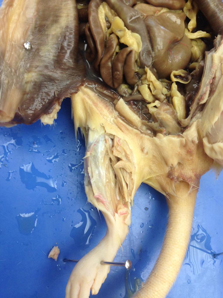 carissahickson's tweet photo. dissecting rat. tibia and fibula! #Trollongbio http://t.co/LxFPf7LstK