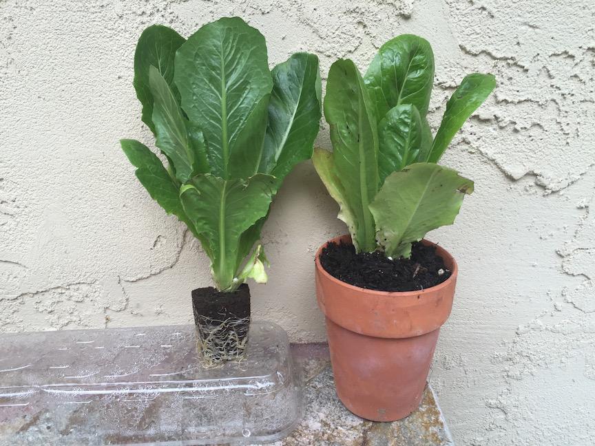 Ecoxotic tweet media