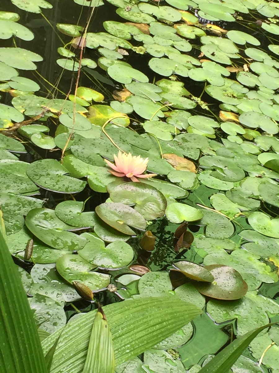 Col_SantoAngel's tweet photo. Jardín Botánico (18 de septiembre) http://t.co/gQous8wRnc