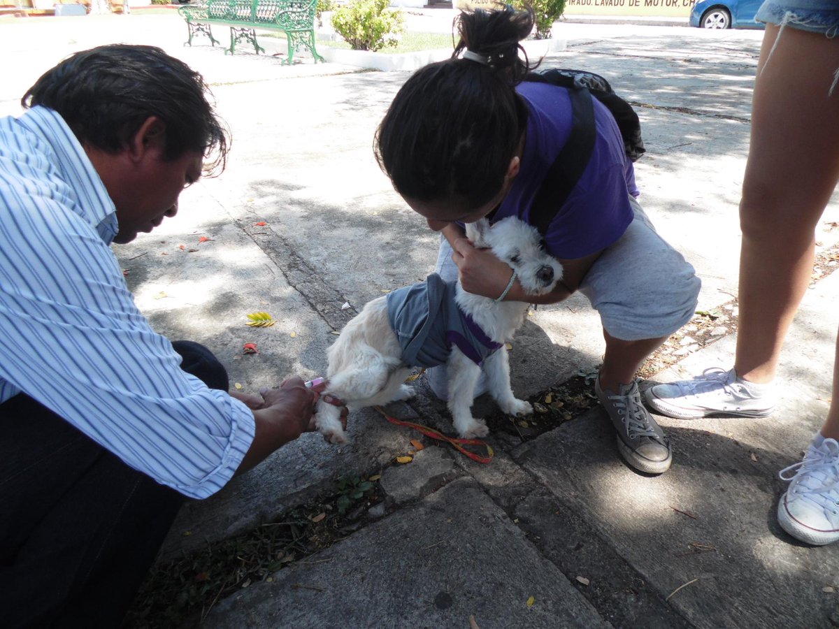 MeridaSaludable's tweet photo. #AyuntaInforma ayer vacunamos contra la rabia a 488 mascotas en los puestos de @AyuntaMerida #MeridaSaludable http://t.co/cfNzIOnAnp