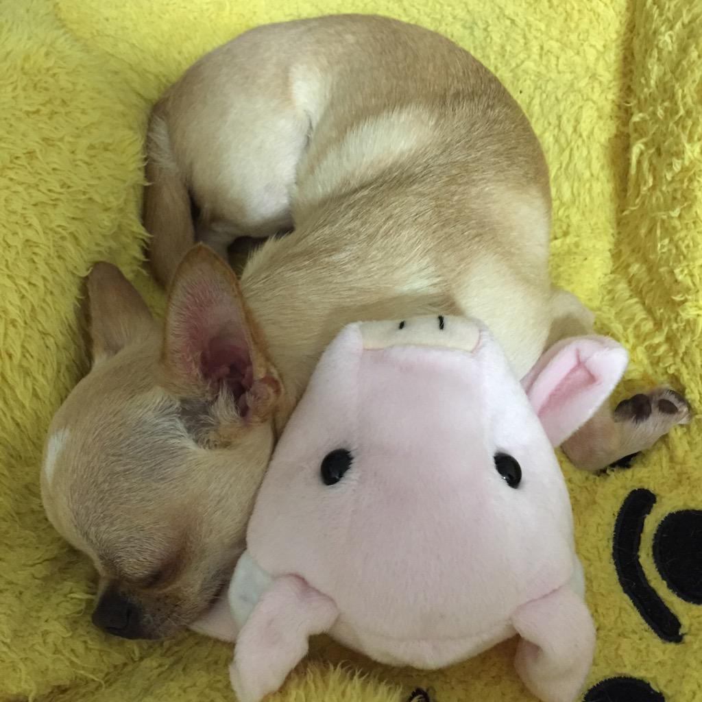 buggooflequio's tweet photo. #sweetdreams #Buggo #sleepingdoggy #doggygram #piggylove #犬 #ミニブタ
最近のお気に入りだよ(♡´艸`)

おやしゅみ、コタロ♡ http://t.co/lxEl7jdkEm