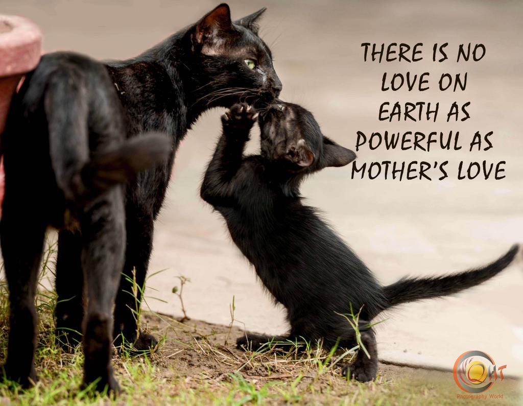 QHT_Photography's tweet photo. #Mother #love is most #POWERFUL http://t.co/z2FBV5TgrJ
