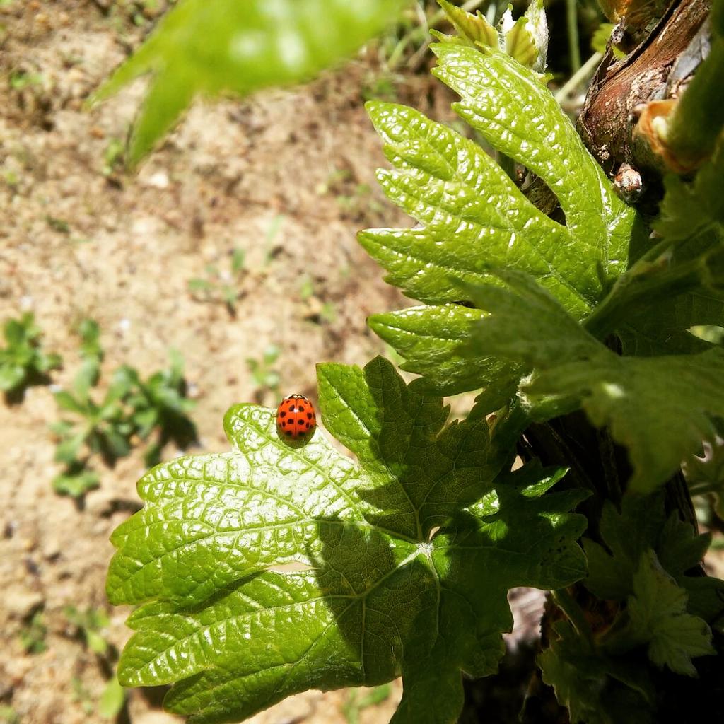 MorgenhofWines's tweet image. Ladybirds protect our vineyards against the mealiebug.