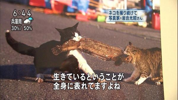 猫ミサイル Twitterissa 生きているということが全身に表れているねこ T Co 4cdn6sd91z