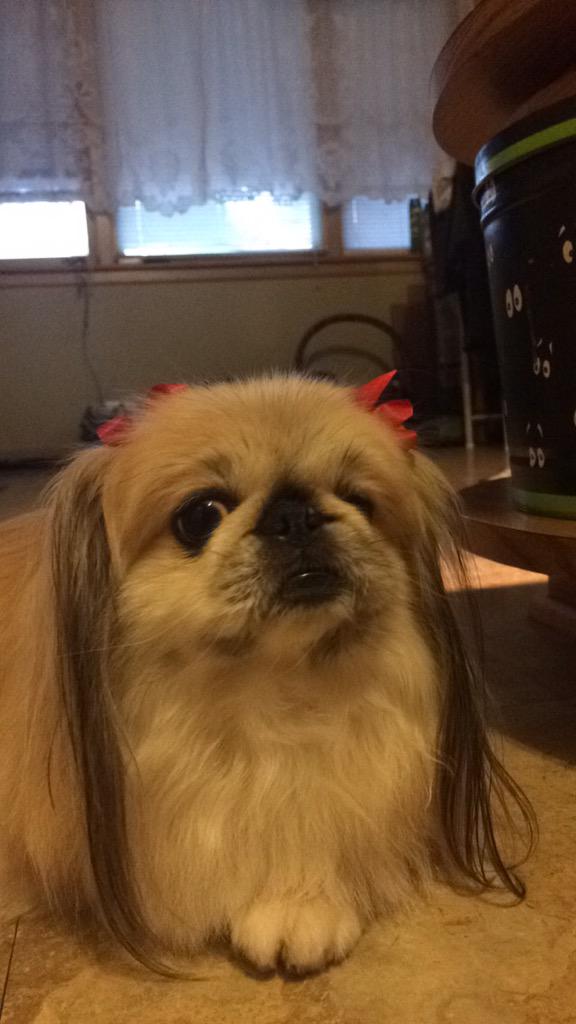 Veronica_Zwirek's tweet photo. My dog is so adorable after her hair cut I'm obsessed with her paws and the bows http://t.co/hyThEGFba7