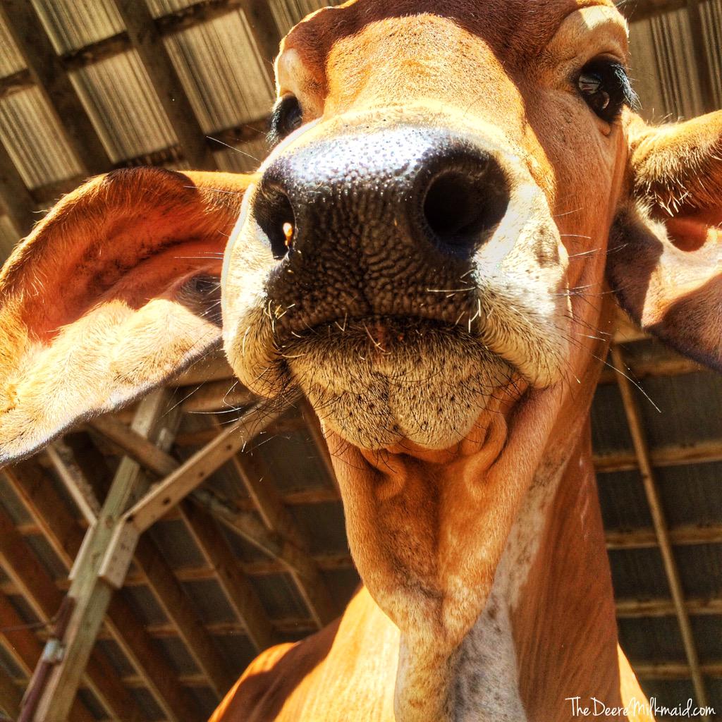 jtiltonflood's tweet photo. Okay #Monday ... Let's see what you've got. #farm365 #farmlove #Allen #gyr #TakeNamesKickAss http://t.co/AuAcnLiRIy