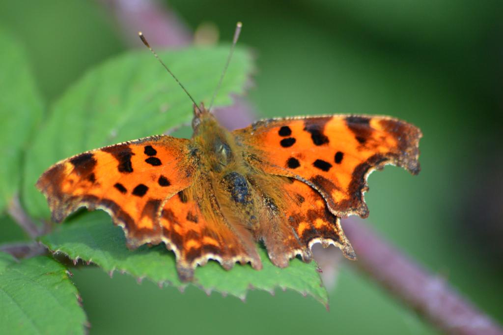 CommonByNature's tweet photo. Latest #LocalPatchReporters blog. Birds, butterflies &amp; botanising at Stobswood. http://t.co/bz1wfd8YAa @WildlifeMag http://t.co/xFRBjjy1a9