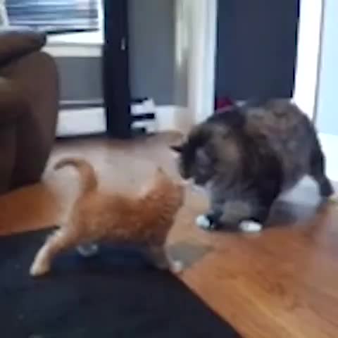 vistoenlasredes's tweet photo. [VINE] Cuando has ido un día al gimnasio y ya crees poder con todo... http://t.co/hx7cii8w45 http://t.co/4p70wlJFsB