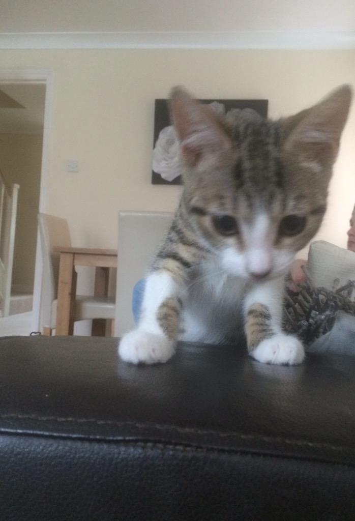 TigerBluebell's tweet photo. #monday #kittenlove #cute http://t.co/QUddOs7Rgc