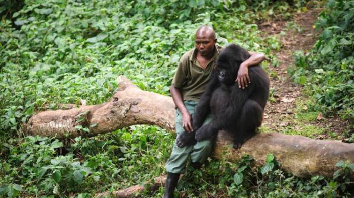 Penjaga Taman Nasional Virunga Peluk Anak Gorila yang Menangis Usai Ibunya Dibunuh Pemburu. kom.ps/AFt1Vr