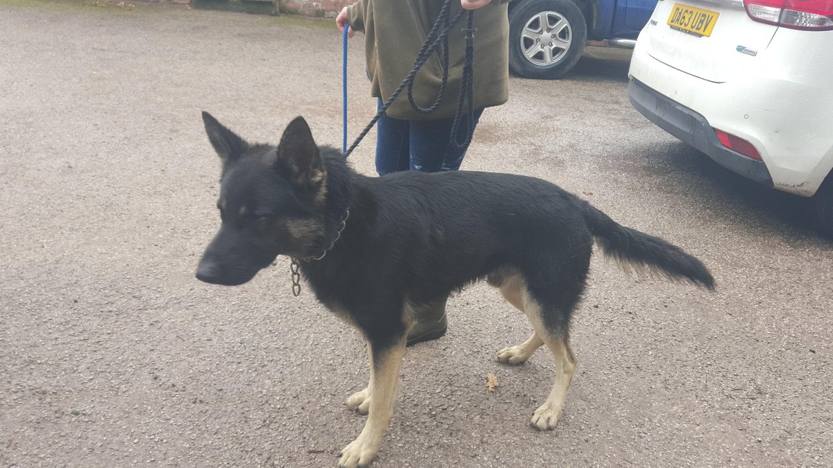 Go_CheshireWest's tweet photo. Are these your German Shepherds (M)? They were both found in Lower Peover today http://t.co/L3ksr7ADSI @doglostuk http://t.co/1USWbhuQGq
