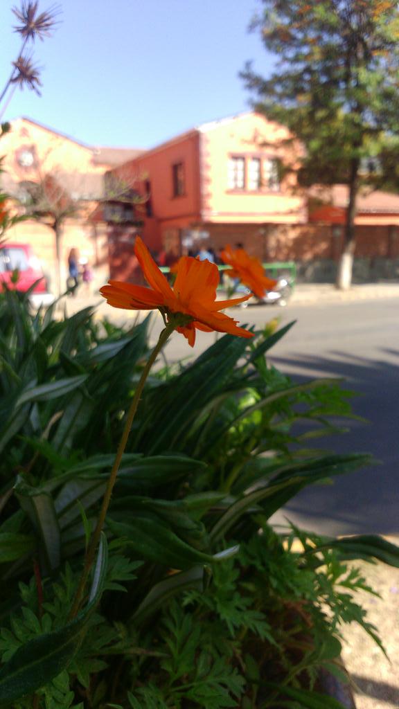 deibyaguilar1's tweet photo. #updsdigital Bienvenida primavera y bienvenido dia del estudiante Tarija festeja el 21 de septiembre http://t.co/SYZcdWRFxC