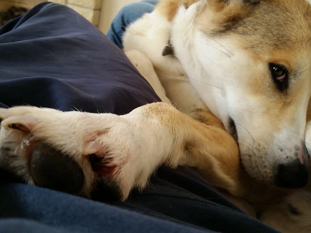 HuskyMSH's tweet photo. Poorly boy. #splitpad http://t.co/rwBzxWpqFD