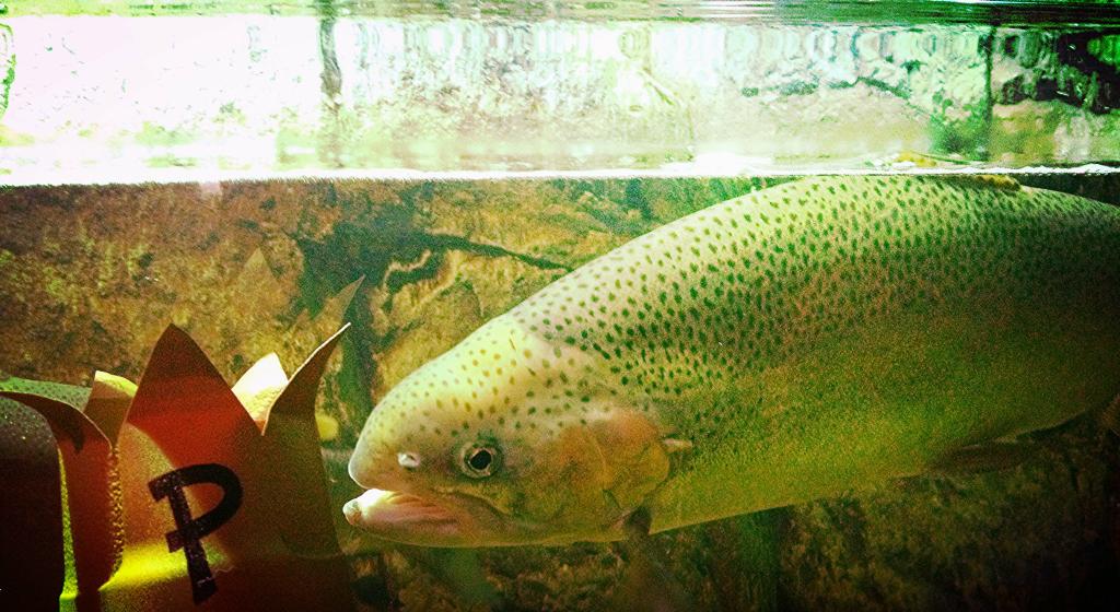 SarahjewelAZ's tweet photo. @PuddlesPityP I bet you're a Pisces. #fishlines #crownpic http://t.co/m108APlUdW