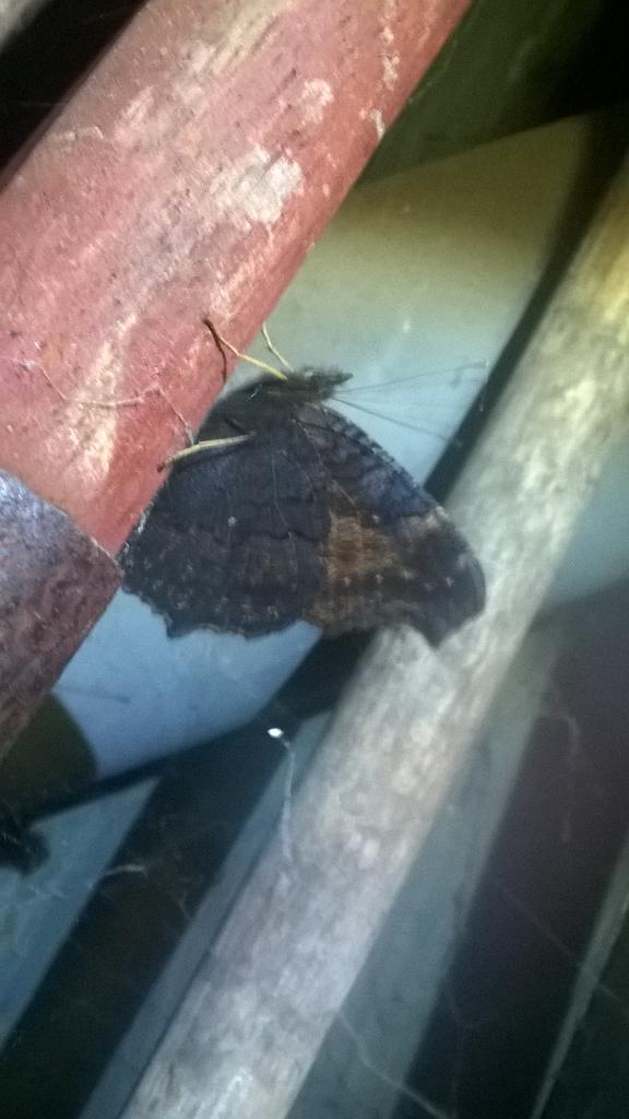 NWmole's tweet image. I know its not a bit but.. Its a peacock butterfly hiding in my workshop near @HightownVillage.@RSPBLiverpool