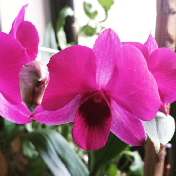 Feliz primavera!!! ?? #primavera #spring #flowers ✌ http://t.co/dULcTfK54L