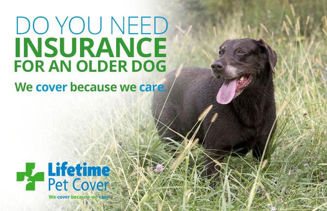 LPCover's tweet photo. do you need insurance for an older dog? We Cover Because We Care http://t.co/gtxrSzkPkm http://t.co/V20naO1BXb