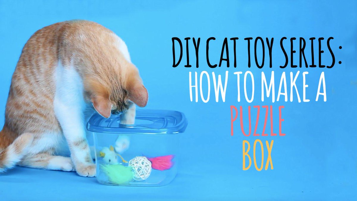 pawsomeposts's tweet photo. 'DIY Cat Toys Are Easy – Just Watch This Video! #diycattoy #pawsome'  - http://t.co/nLp7C1ZI01 http://t.co/EoadXEFcRY