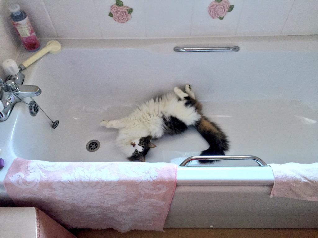 FluffleTheCat tweet picture