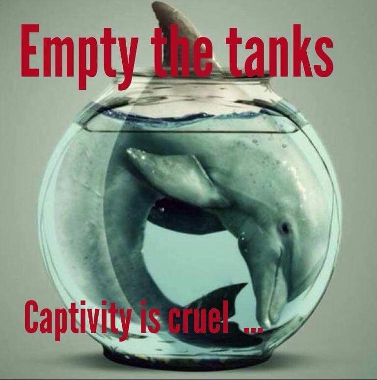 HEPCA's tweet photo. #Boycott_Dolphinariums! !! Boycott them Now. http://t.co/q7kYIRueQN