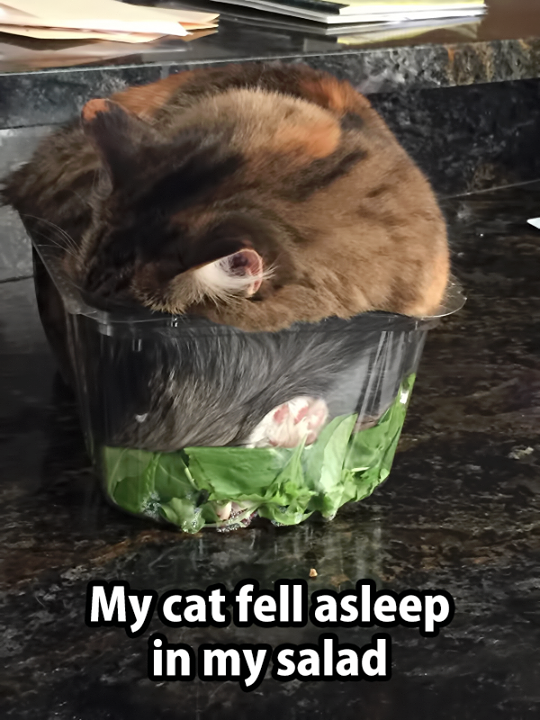 staeven_frey's tweet photo. THE PURRFECT SALAD. 
Actually shouldnt include the cat. http://t.co/nNxBNA4Mm4