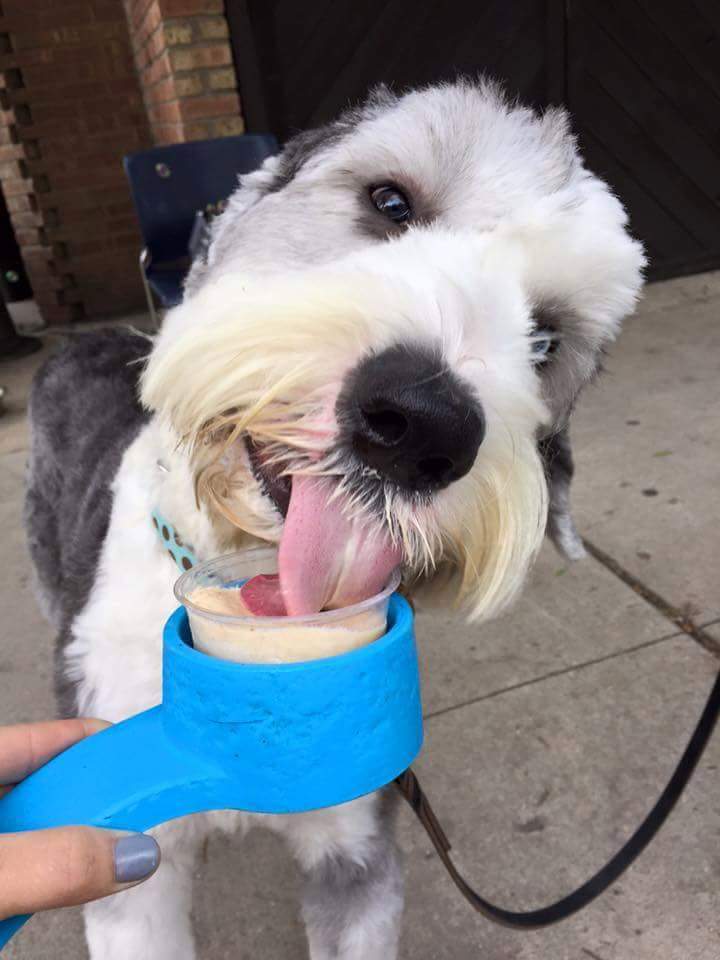 fidotogo's tweet photo. 2night/Mon at 5pm we'll be at @500LakeShore luxury dog friendly apartment homes! Can't wait to see everyone! WOOF! :) http://t.co/FvG08WTYHX