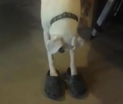 CBSViral's tweet photo. Start your week off with a belly laugh. Watch this boxer walk in @Crocs. #viral. @NDreports. https://t.co/8QNLcHHyAt http://t.co/YNrMAAN46R