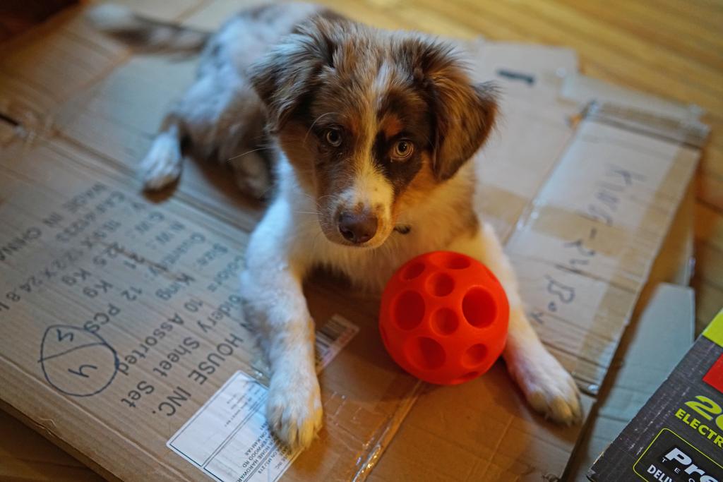 SheLovesToFish's tweet photo. My little moving helper... Isn't helping by laying ON the boxes!! 😊 http://t.co/PBOvFEewdE