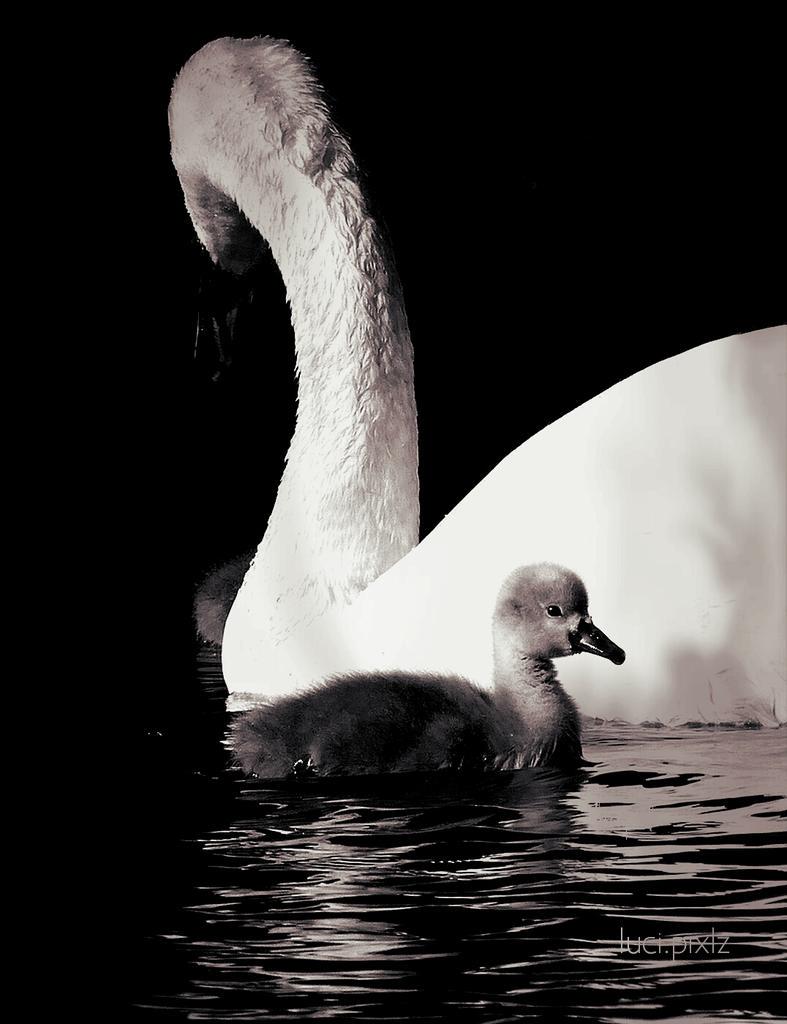 tiger8lotus's tweet photo. Take pictures of.. what you feel, you see..sometimes. #mightseeittoo #imagetalk http://t.co/aKSHYe51oH