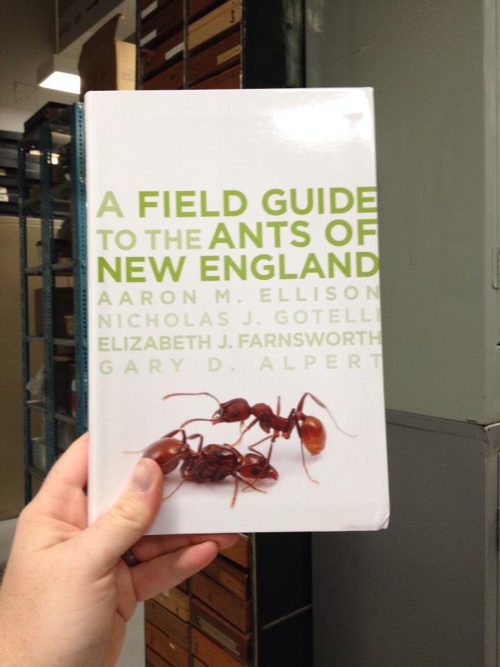 BioInFocus's tweet photo. Back from #OntInsects2015 to find my Field Guide to the Phorid Bait of New England was here! Thanks @OntInsects2015! http://t.co/29c5wogsSD