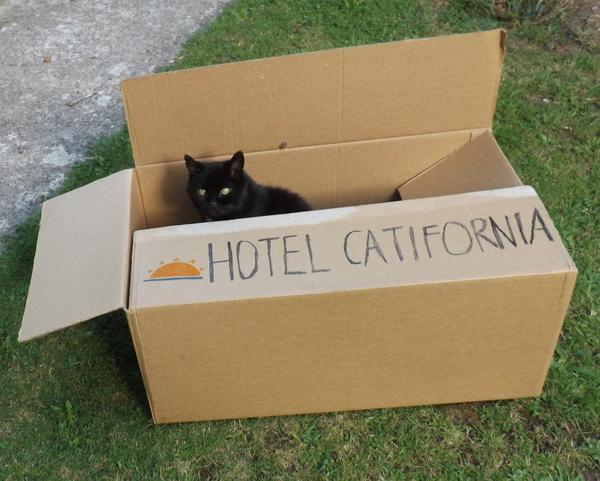 MYSADCAT's tweet photo. My cat is sad because he can check out any time he likes but he can never leave. http://t.co/0DH6ANRBKF