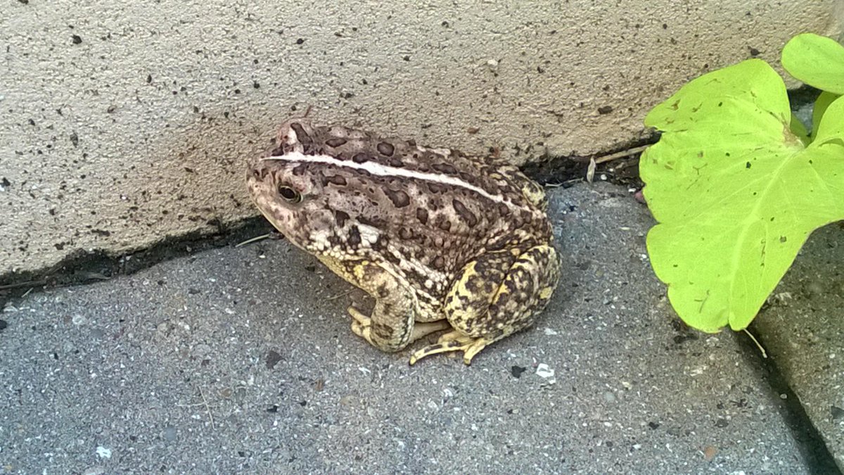 OCU_Library's tweet image. The New York City Public Library has lions, but here at Dulaney-Browne we have...toads!