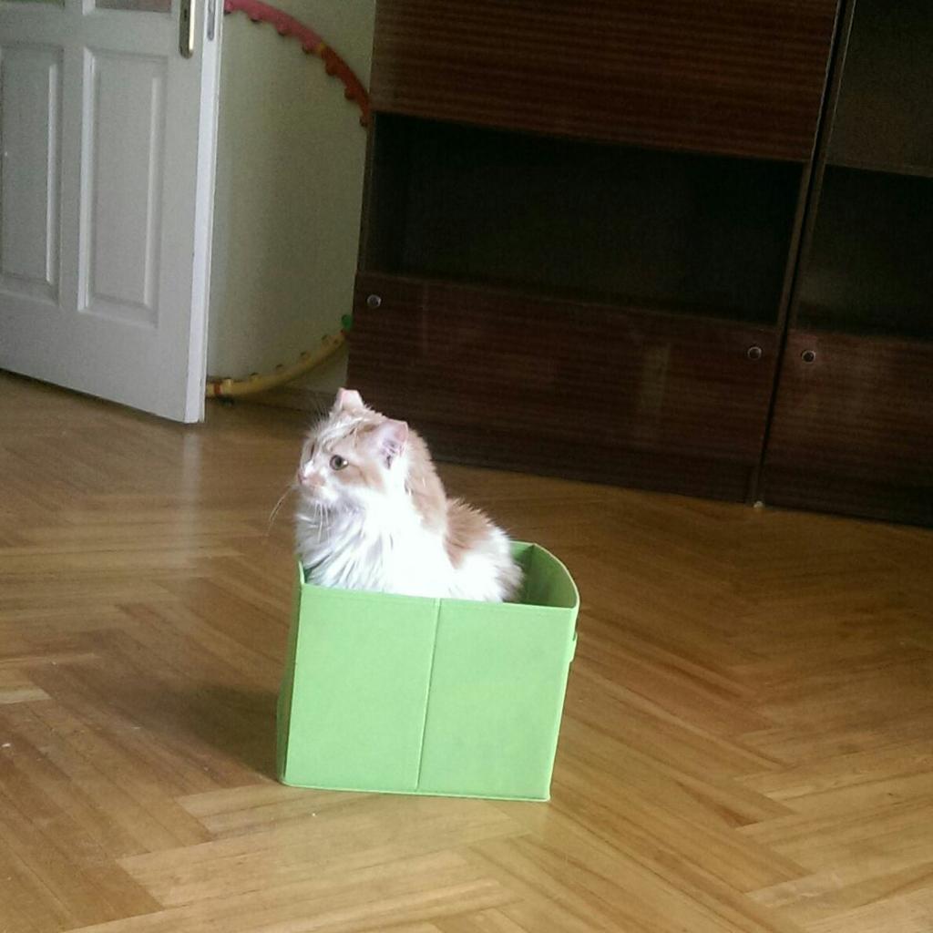 katchaaaaa's tweet photo. Ilvas kaķis Šņuris tik ļoti same http://t.co/a77rMzyhsQ