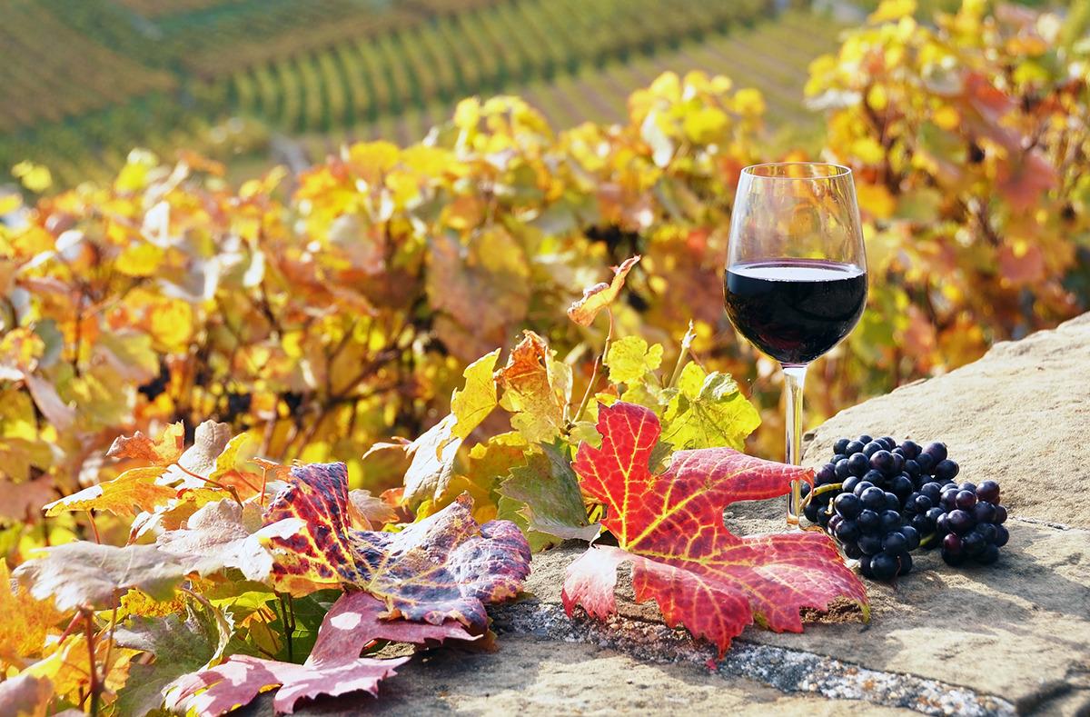 What's your favorite wine to drink on a brisk autumn evening?