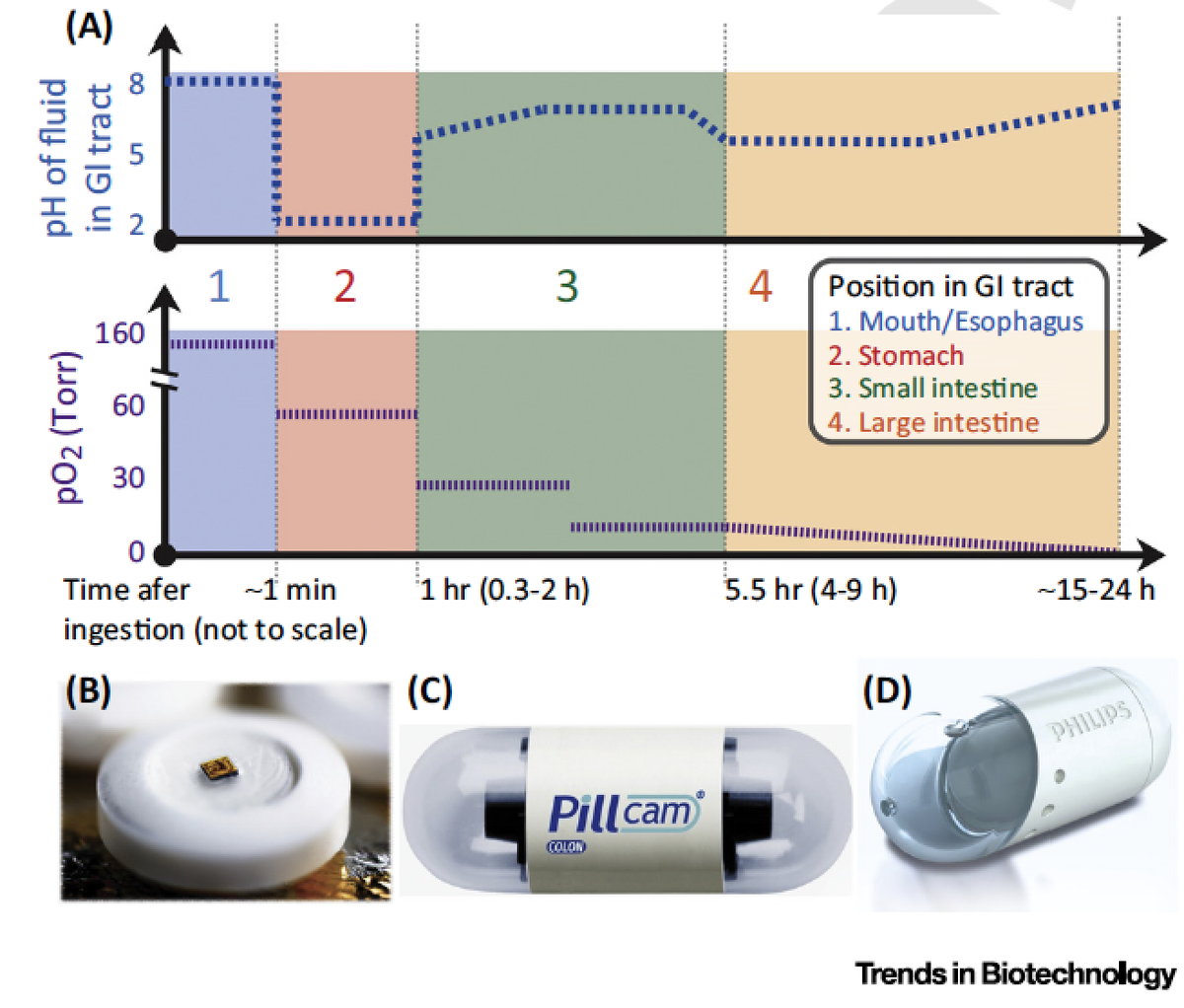 EricTopol's tweet photo. Great review on ingestible biosensors http://t.co/Oi0yxuJgQZ @TrendsinBiotech by @ChrisBettinger http://t.co/jbVLVbATL0