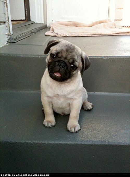 Happy pugs are the best types of pugs