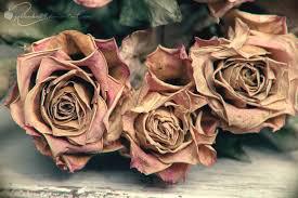 TheStrangeworth's tweet photo. How I feel and how my roses look now http://t.co/AS8IMwK0sQ