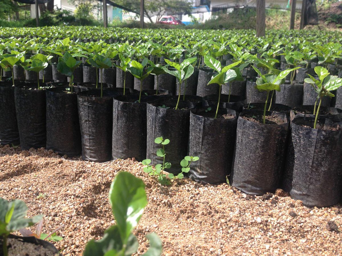 JorgeC_Coffee's tweet photo. Ensuring #coffee supply and viability of future generation of farmers by supporting plant renovations #ImpactatOrigin http://t.co/gMyzA5rEjI