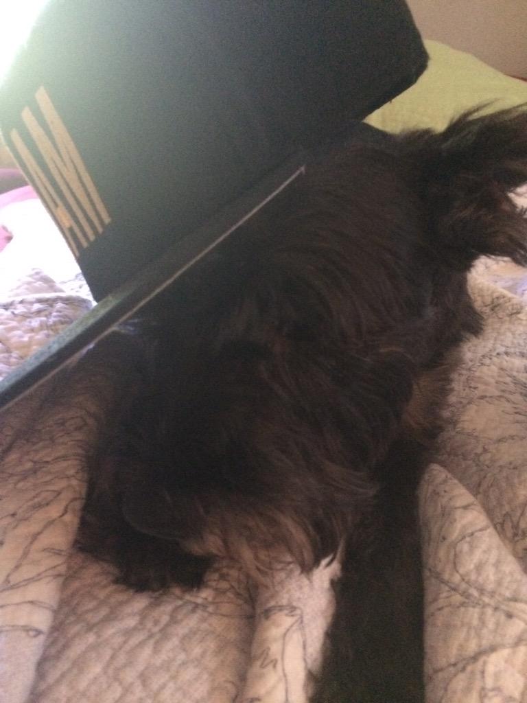 SamatSDD's tweet photo. Praise @LacketyLac &amp; @Lin_Manuel. Listening with the pups before work. #MyDogSpeaksMoreEloquently #ItsQuietUptown http://t.co/O3Quh5G2gn