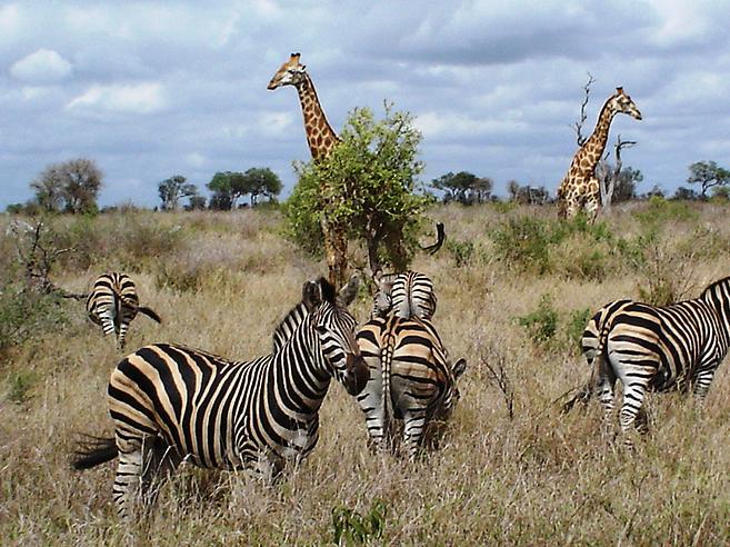 Toast2theCoast's tweet photo. African #Photography #safari at #Toast2theCoast #Auction Oct16 https://t.co/dBtqwQdGS6 #fundraising #vacation http://t.co/KGyedkYfT9