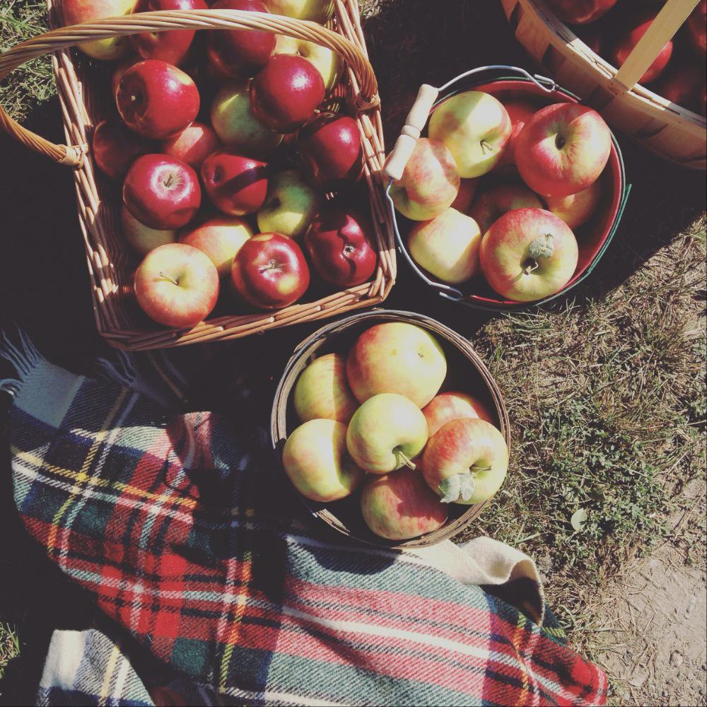 Fall fest is in full swing &amp; there are apples to be picked, donuts to be devoured &amp; memories to be made <a href="/BlakeFarms/">Blake Farms</a>