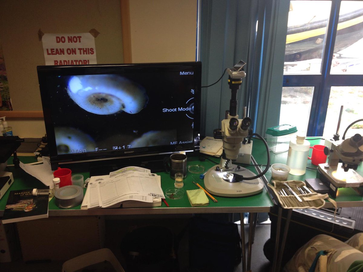 AmbiosLtd's tweet image. #Techkit. Great way to see tiny wildlife @thembauk #BioBlitz @ Salcombe North Sans this Sunday 12:00+ #digitalstudent